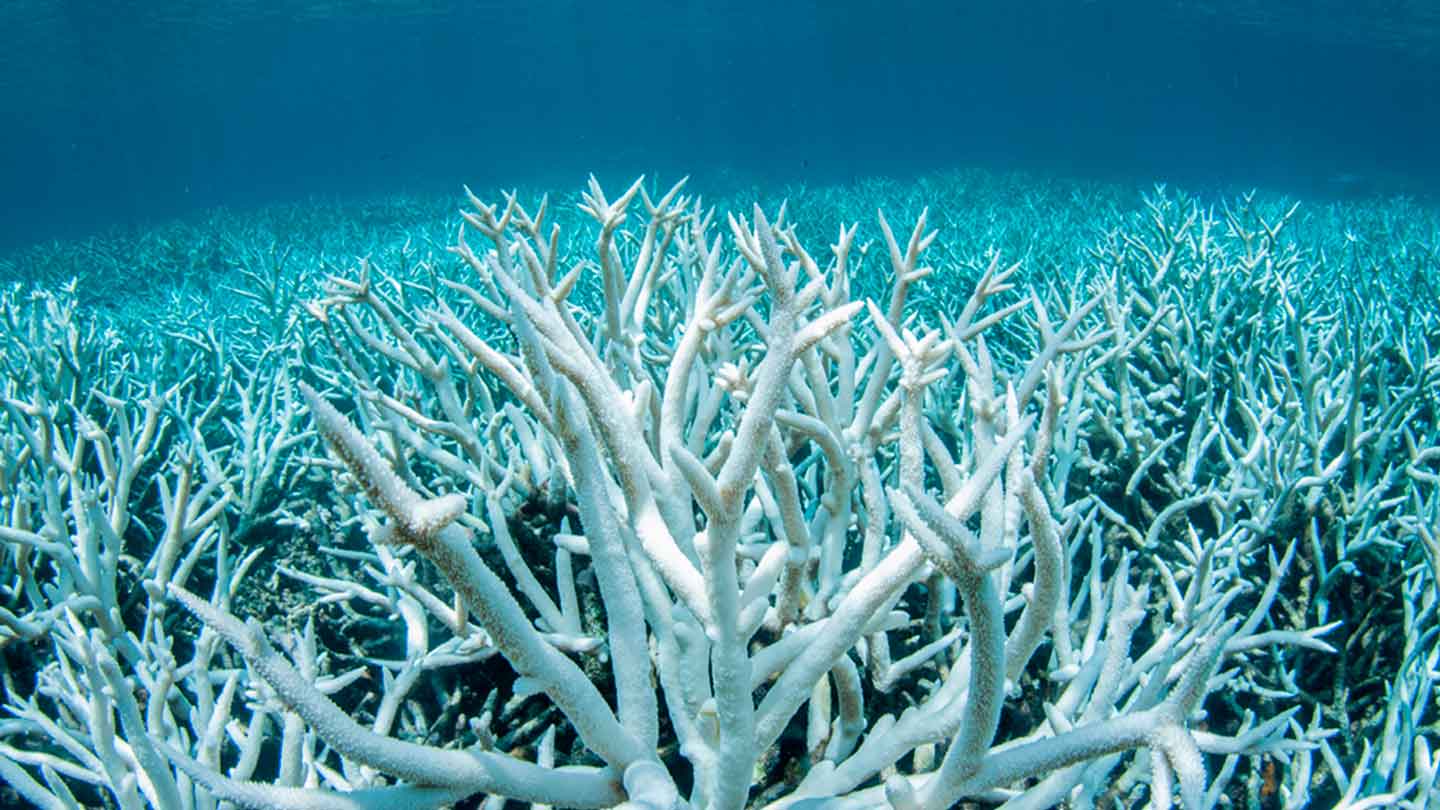 World climate emergency coral
