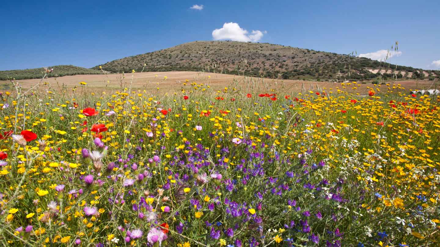 Flowers in a field