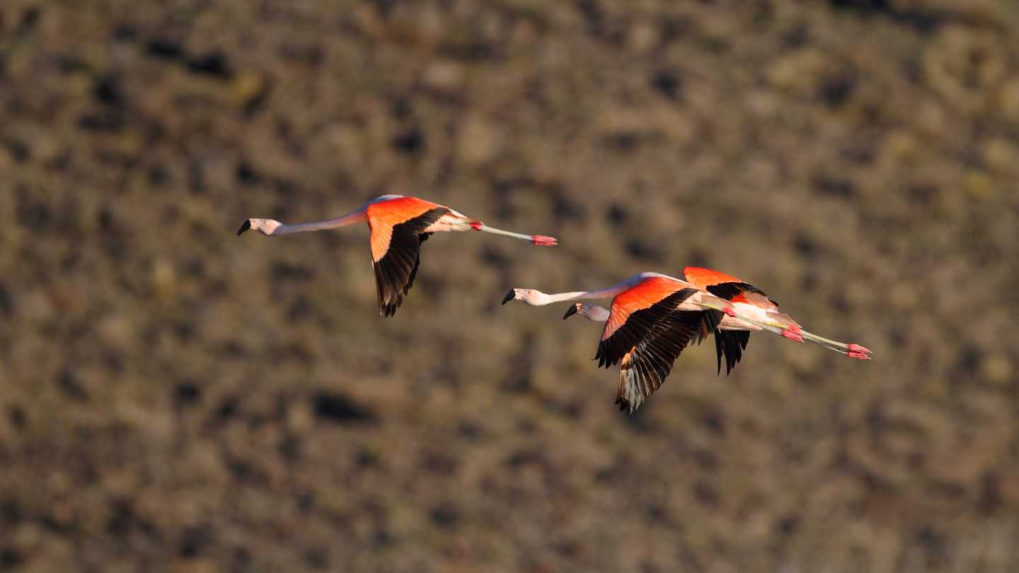 Chilean Flamingo. Credit: Fundacion Somuncura