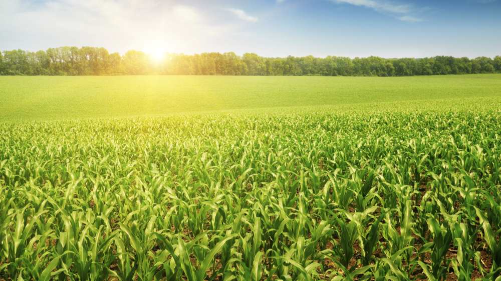 Fields of green crops