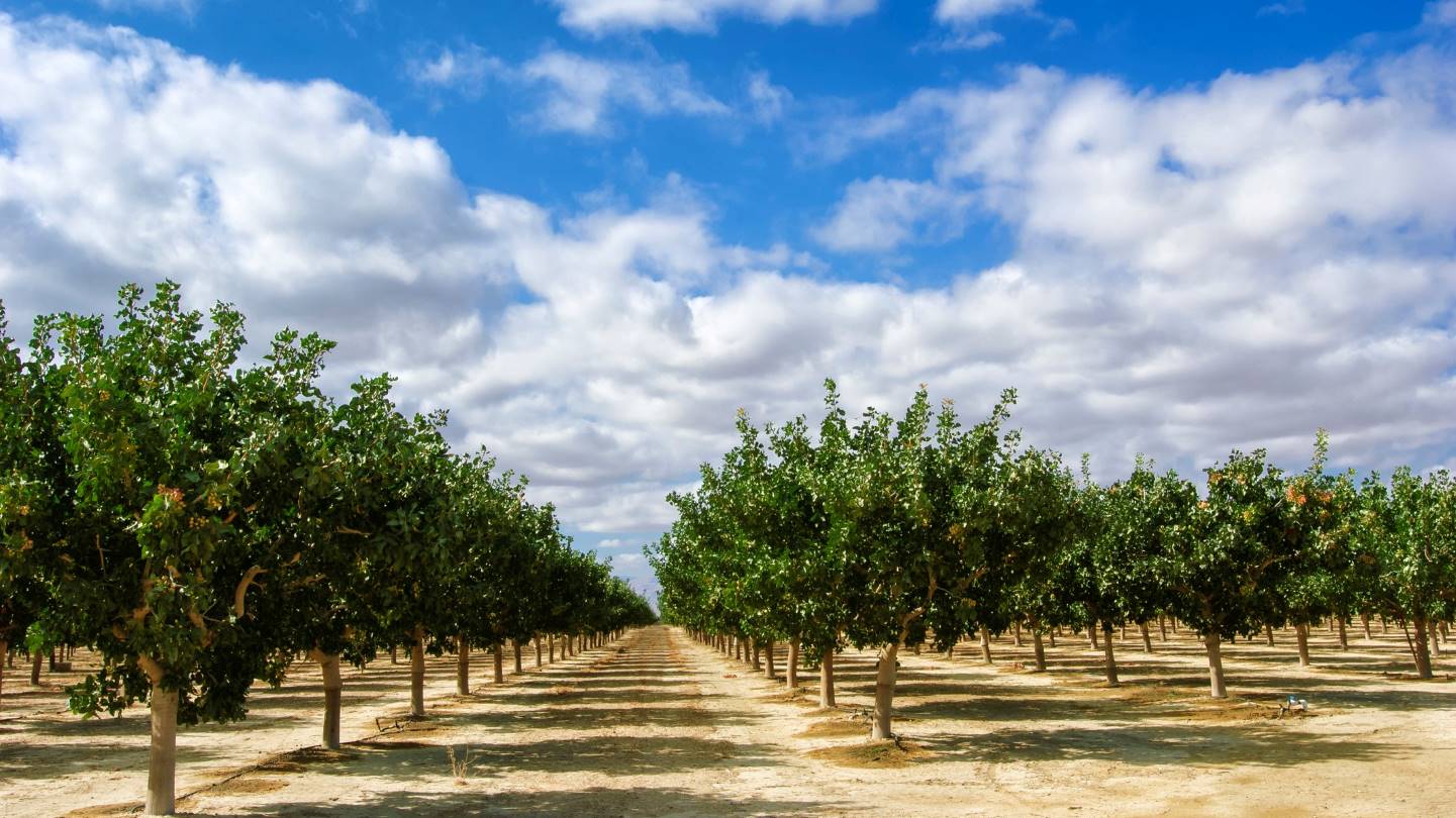 California nut production 