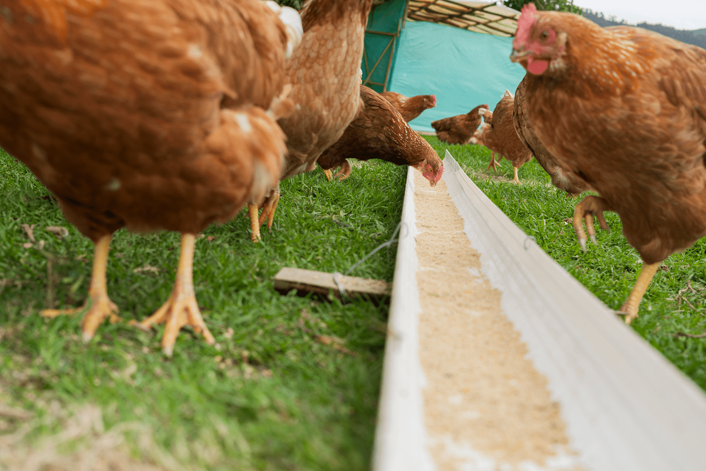 Animal feed steam metering system