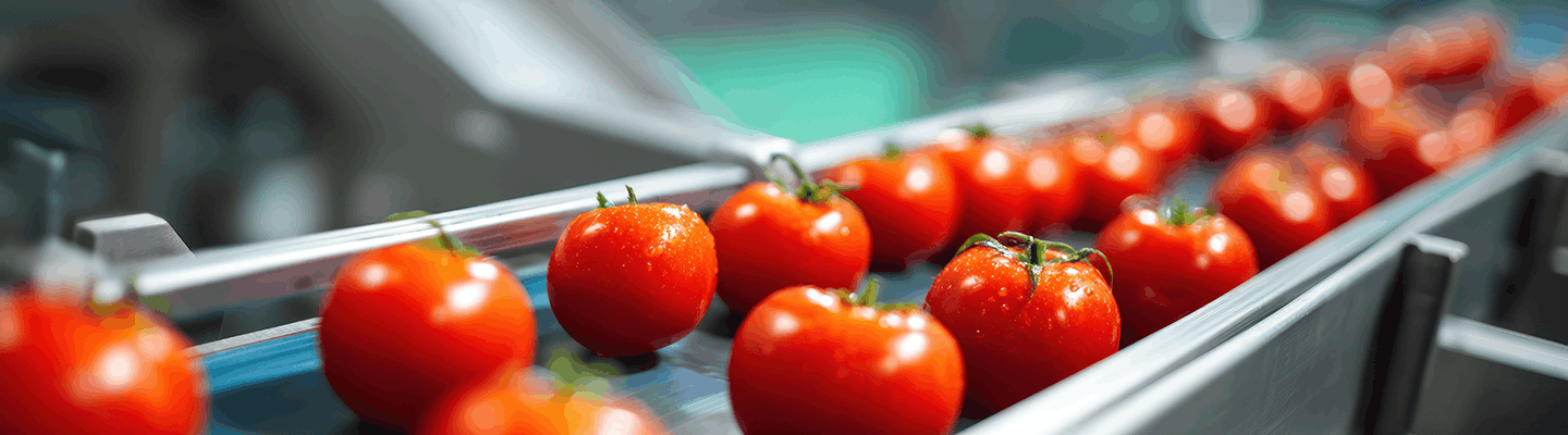 Tomatoes on production line