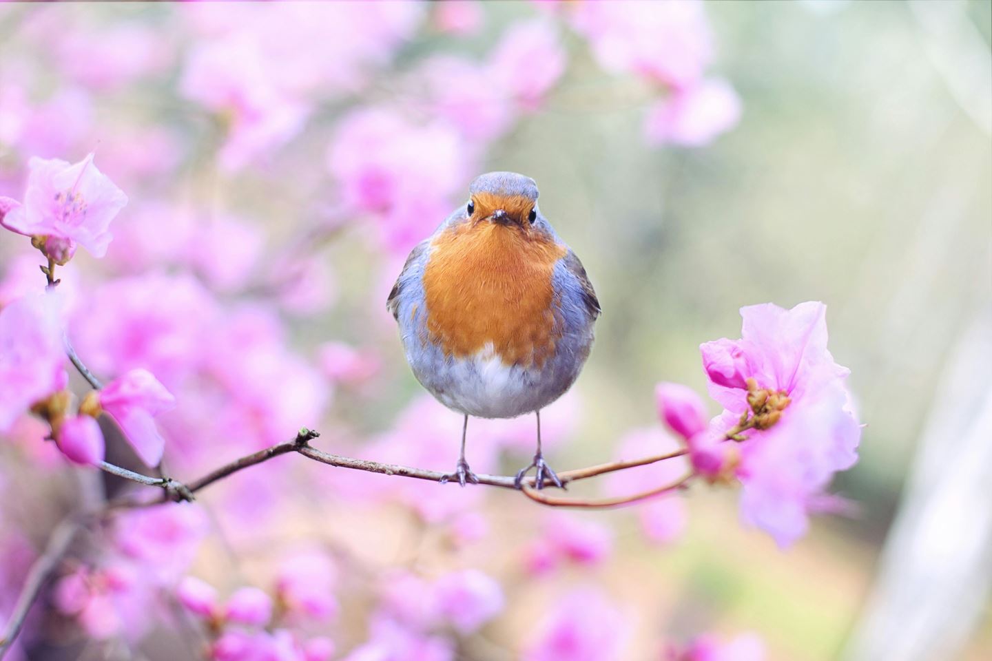 Robin sat on a branch