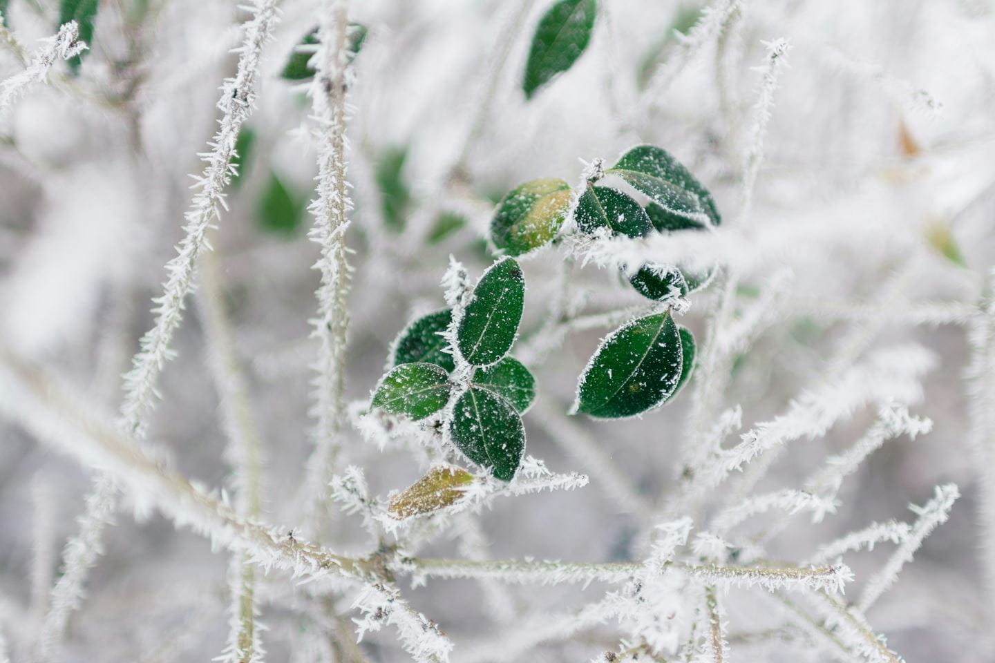 Frozen branches