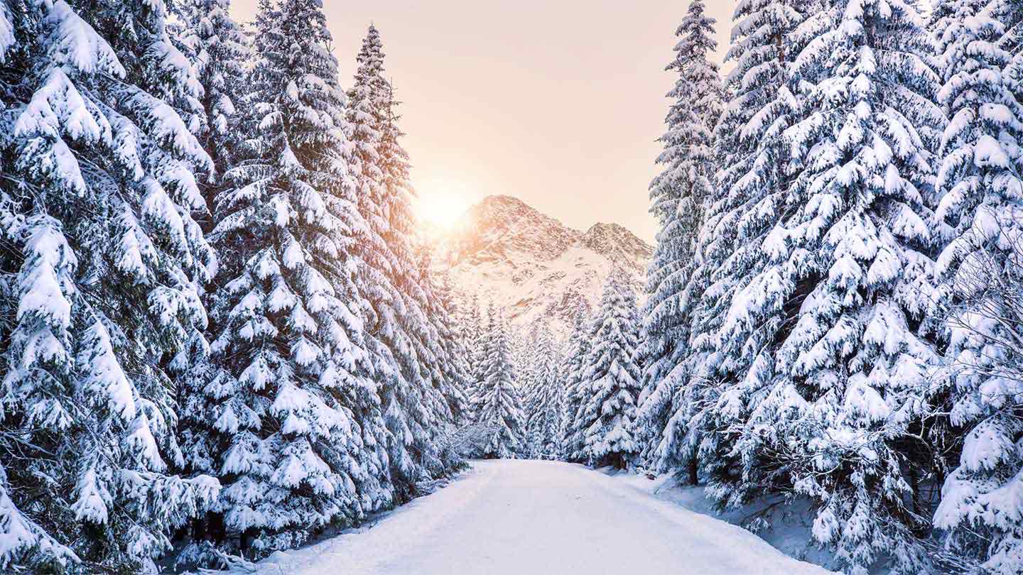 Forest in snow